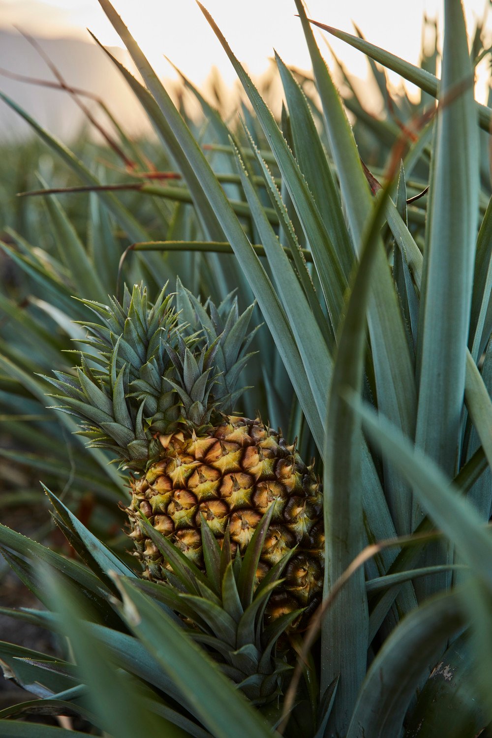 Fresh fruit harvest